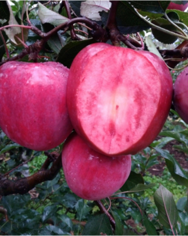 苹果树中秋王苹果红肉苹果美八苹果维纳斯苹果