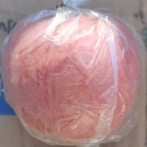 石家庄膜袋红富士苹果