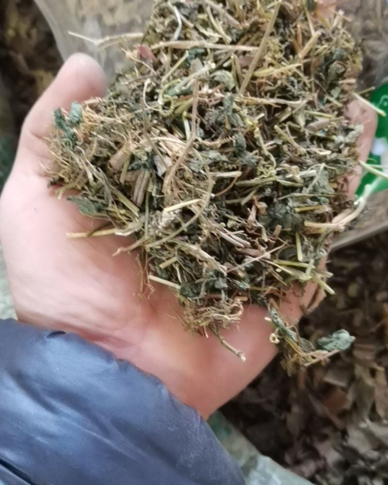 苦绞股蓝非茶用农副产品不满意可退换货保证正品