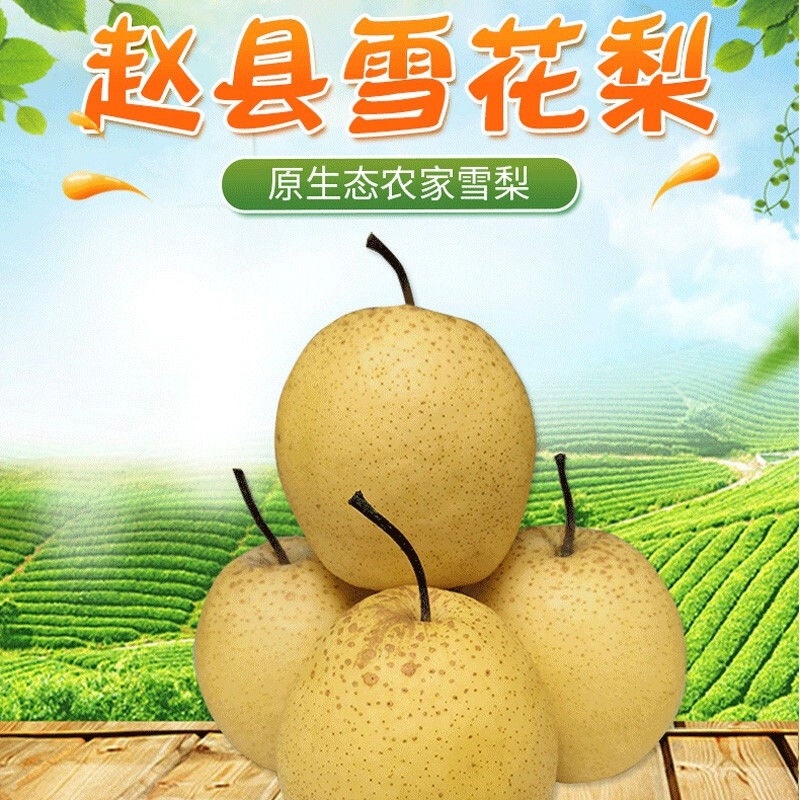 河北赵县雪花梨罐头梨清库处理价格可谈产地直销质量有保证