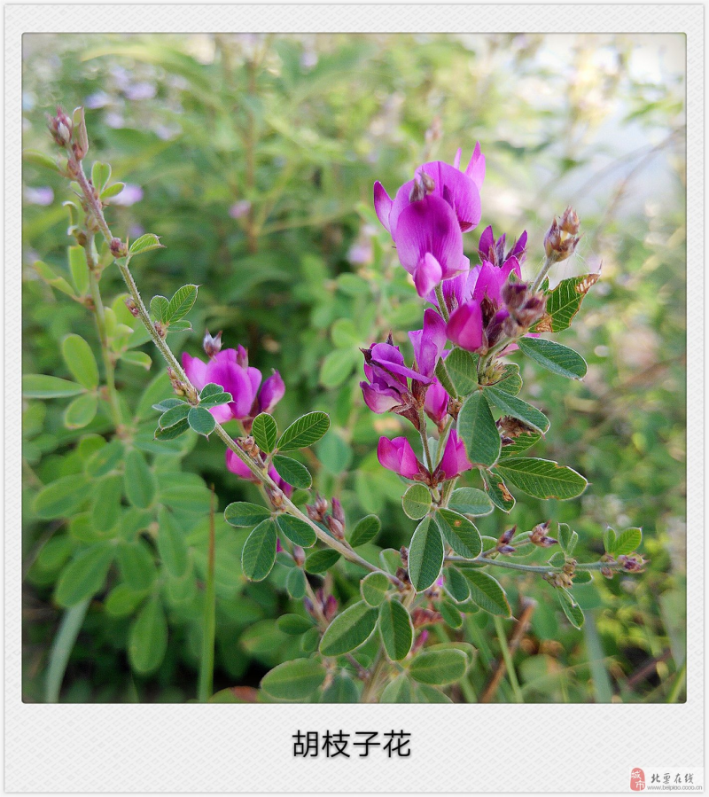 胡枝子种子苕条种子胡枝条苕条公路绿化种子护坡固土