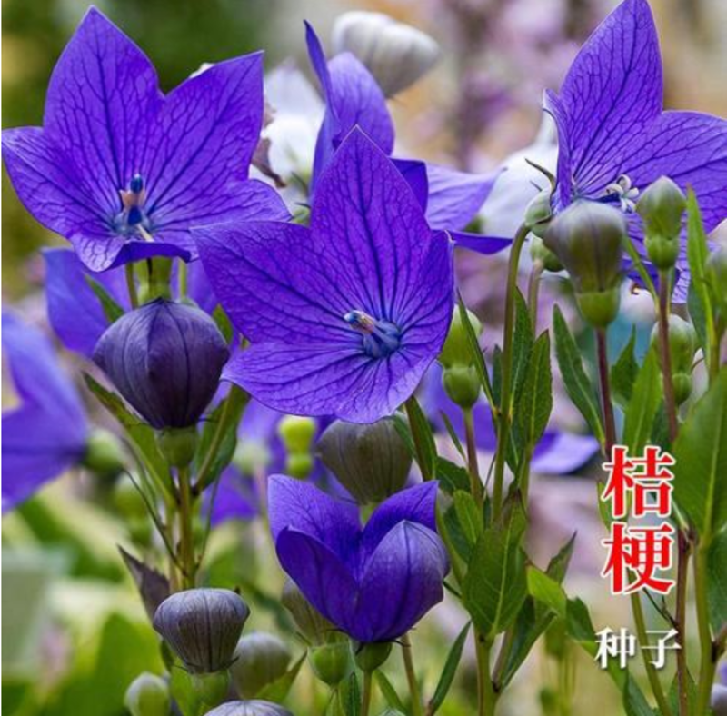 桔梗中药种子铃铛花种子蓝花多年生优质种子庭院阳台绿化