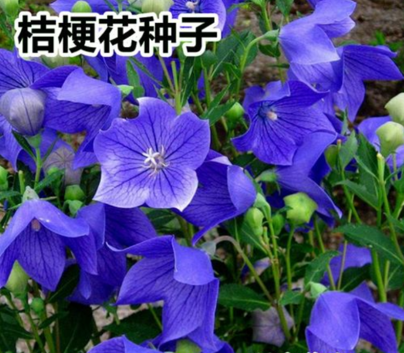 桔梗中药种子铃铛花种子蓝花多年生优质种子庭院阳台绿化