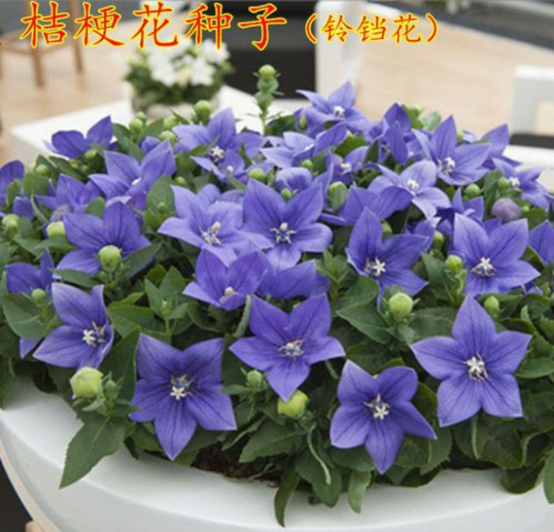桔梗中药种子铃铛花种子蓝花多年生优质种子庭院阳台绿化
