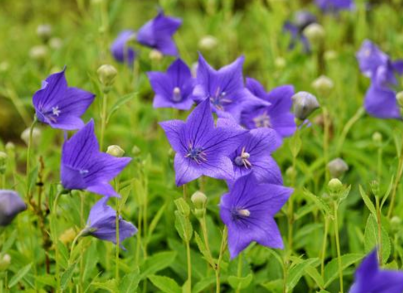 桔梗中药种子铃铛花种子蓝花多年生优质种子庭院阳台绿化