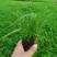 青绿苔草基地直供,绿化苗木苗木,支持线上交易