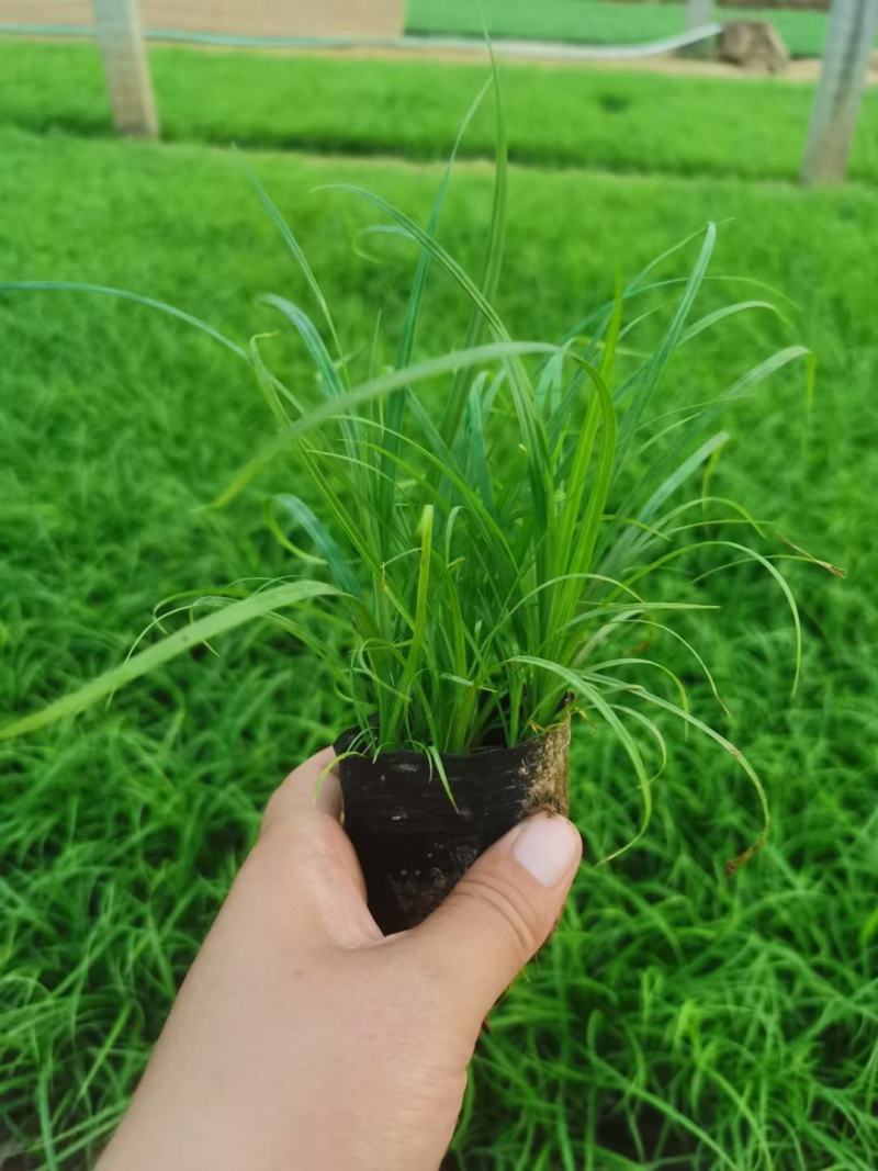 青绿苔草基地直供，绿化苗木苗木，支持线上交易