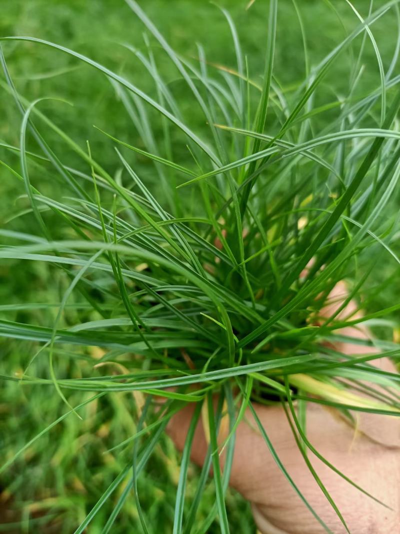 青绿苔草基地直供，绿化苗木苗木，支持线上交易