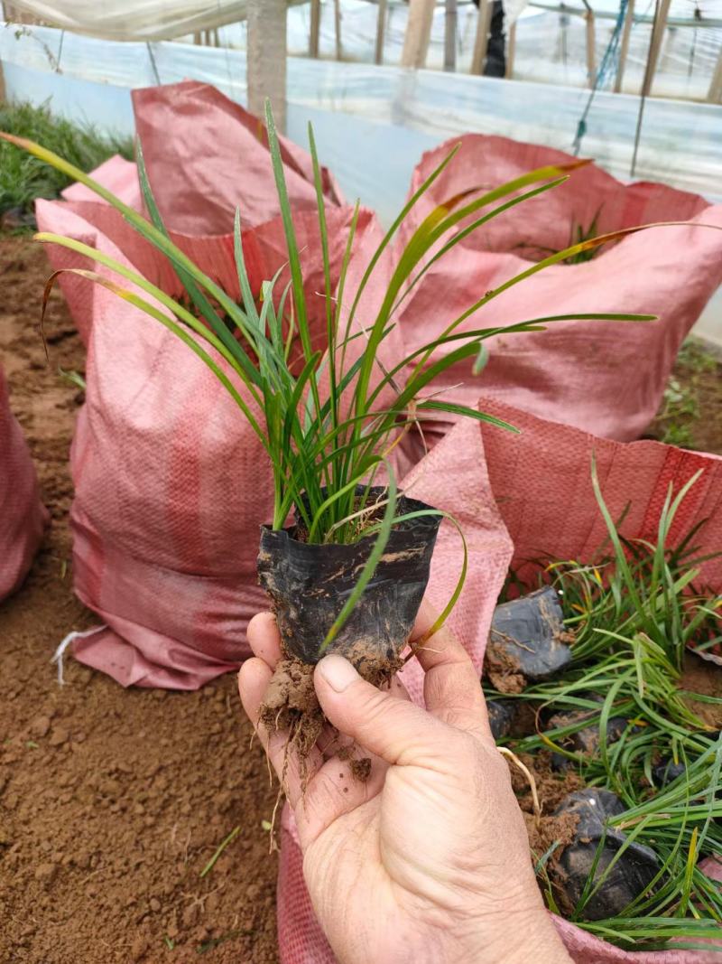 青绿苔草基地直供，绿化苗木苗木，支持线上交易