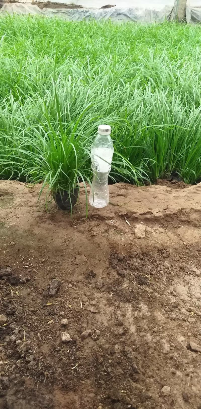 青绿苔草基地直供，绿化苗木苗木，支持线上交易