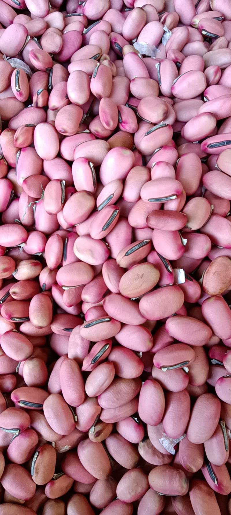 红刀豆，新货，量大从优