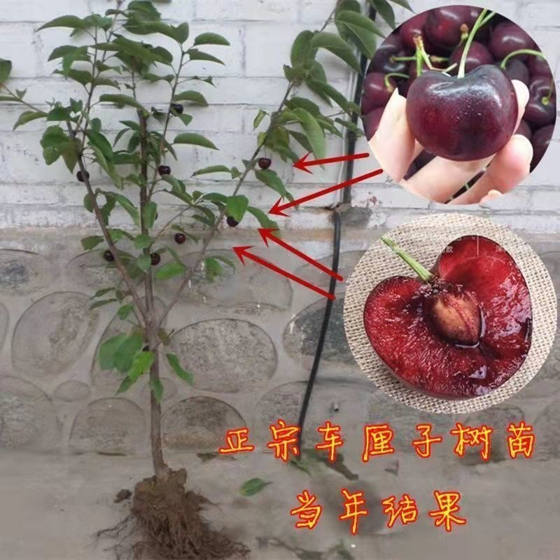 黑珍珠樱桃树苗嫁接樱桃苗盆栽地栽南北方种植当年结果树苗