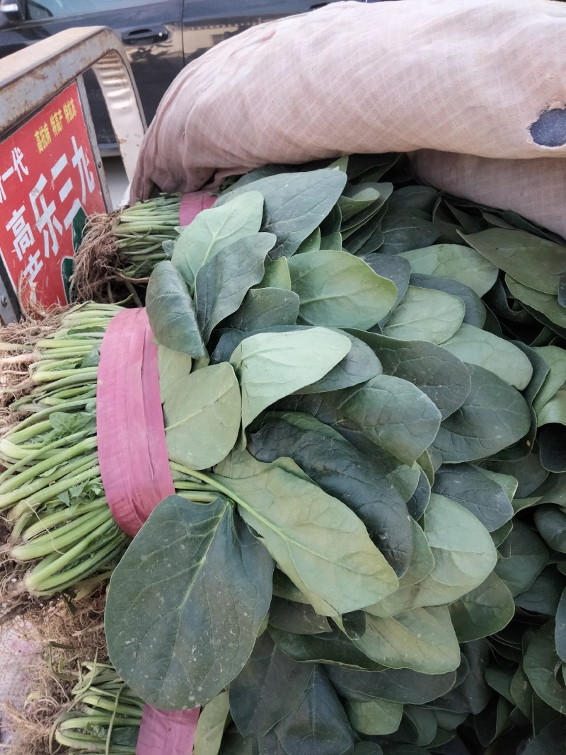 河南滑县大叶菠菜大量上市中，望各位老板前来订购