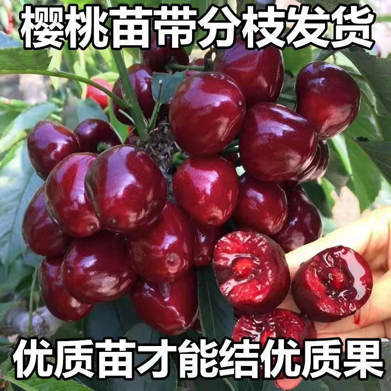 黄蜜樱桃嫁接苗盆栽地栽南北方种植当年结果樱桃树苗脆甜果苗