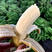 香蕉高山香蕉威廉斯香蕉芭蕉非小米蕉红香蕉苹果蕉一件代发