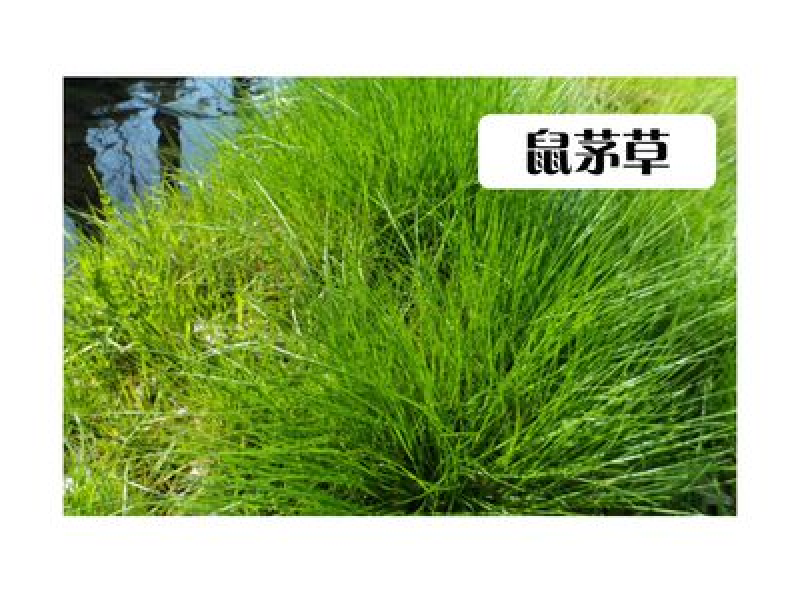 鼠茅草种子鼠茅草绿肥草种果园绿肥四季播种易活鼠毛草花种