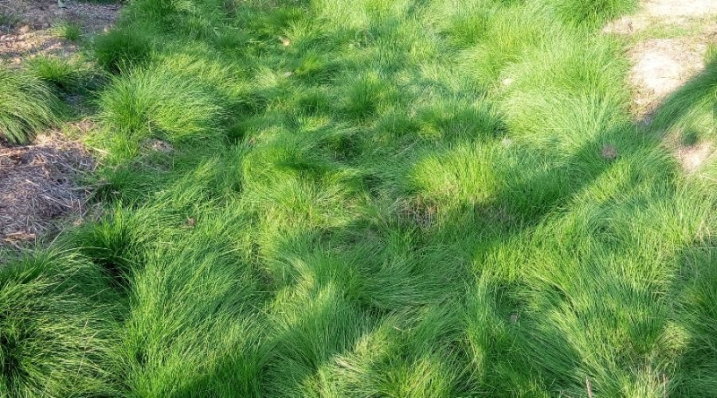 鼠茅草种子鼠茅草绿肥草种果园绿肥四季播种易活鼠毛草花种