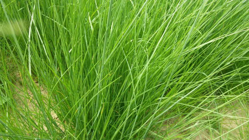 鼠茅草种子鼠茅草绿肥草种果园绿肥四季播种易活鼠毛草花种