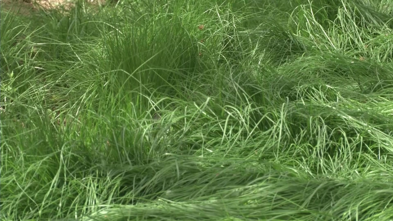 鼠茅草种子鼠茅草绿肥草种果园绿肥四季播种易活鼠毛草花种