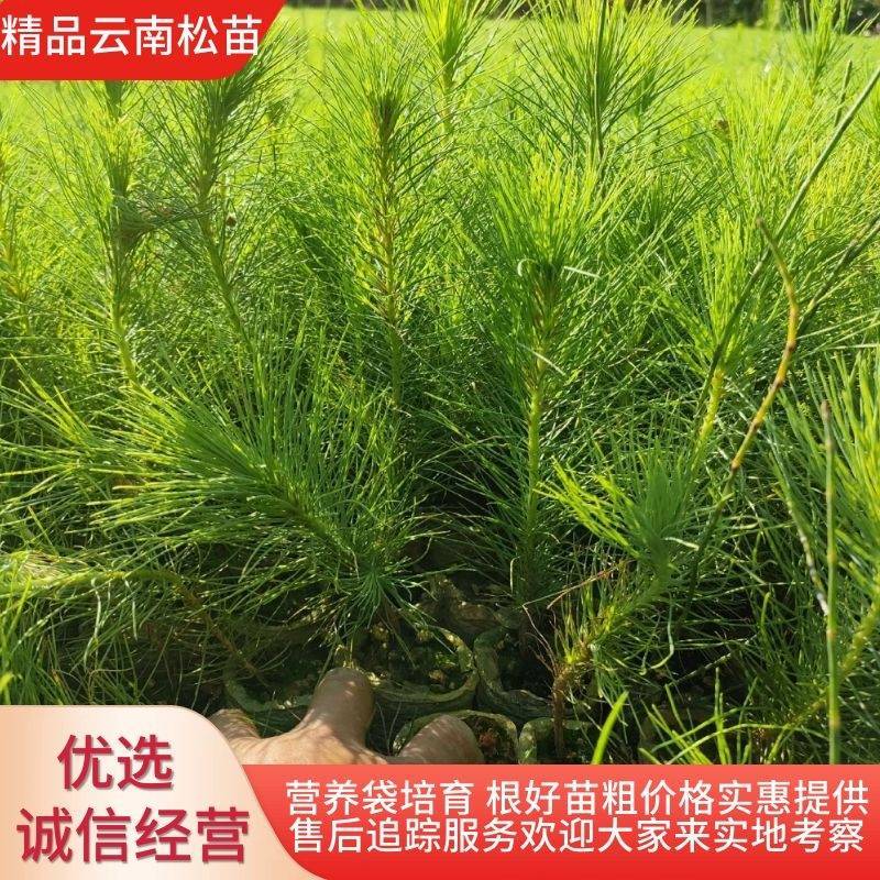 云南松苗，又名本地松长毛松，营养袋土球苗，基地直供，