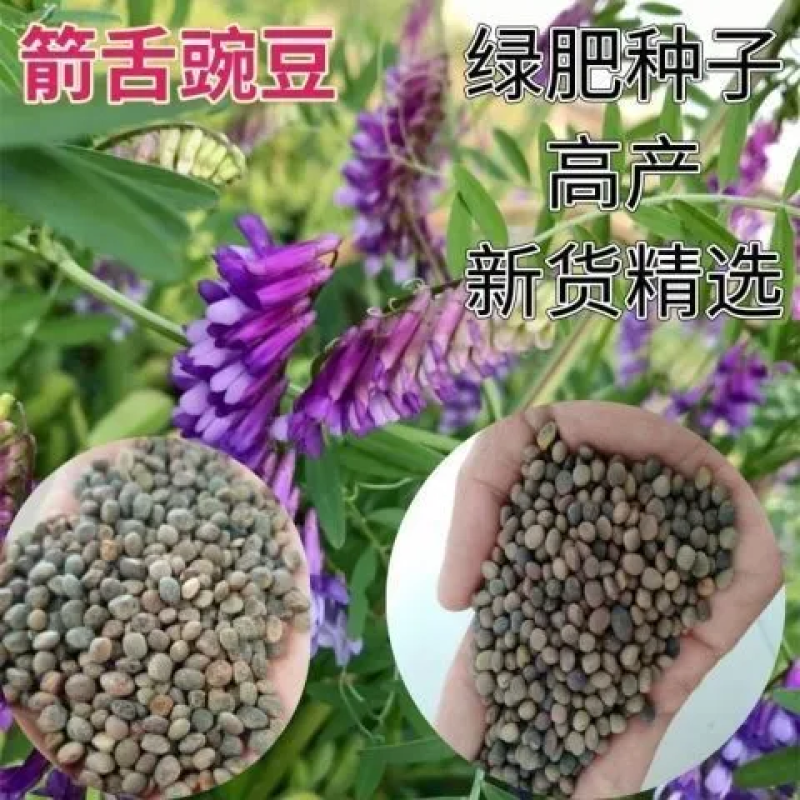 箭舌豌豆种子绿肥牧草果园蜜源种子量大优惠