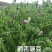 箭舌豌豆种子绿肥牧草果园蜜源种子量大优惠