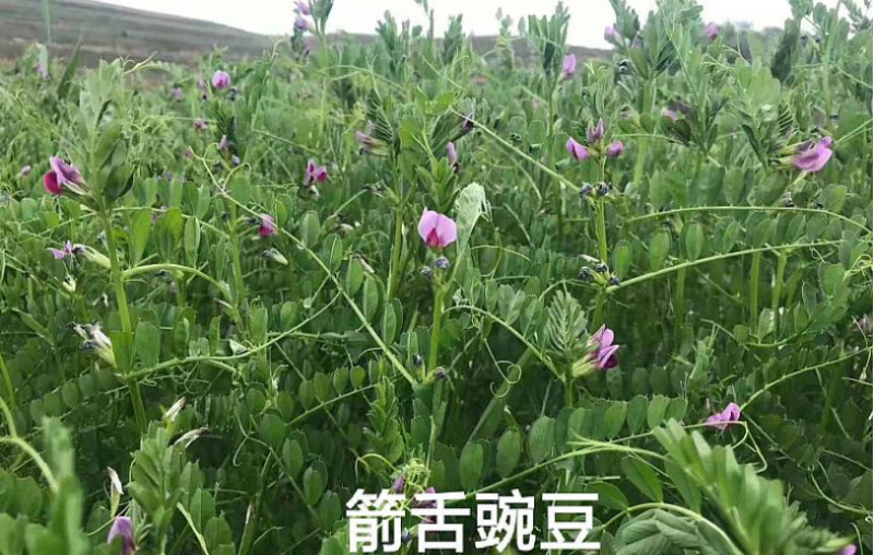 箭舌豌豆种子绿肥牧草果园蜜源种子量大优惠