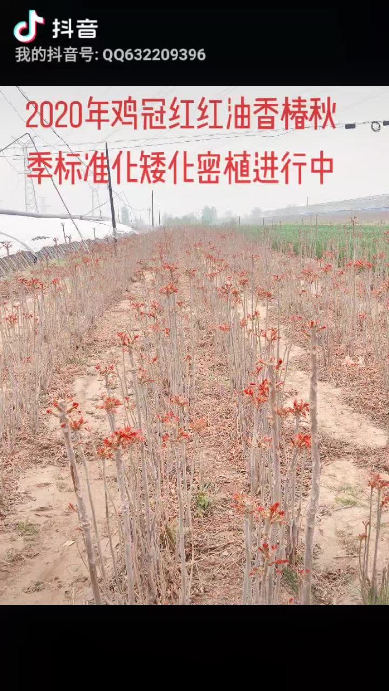 鸡冠红红油香椿树苗出售