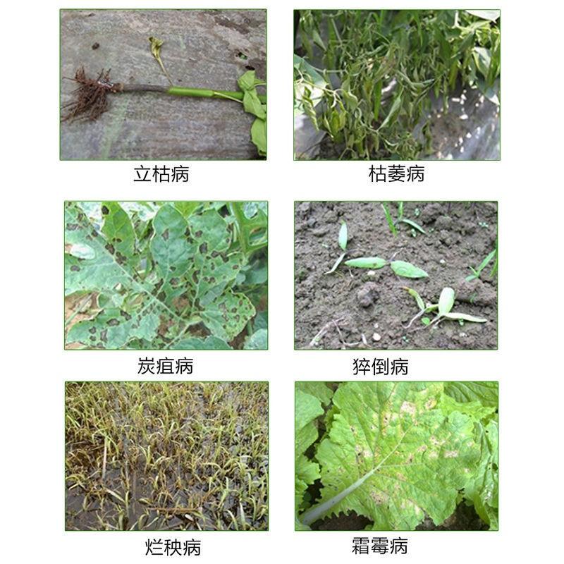 30%甲霜噁霉灵蔬菜果树水稻猝倒根腐死苗烂根土壤消毒杀菌