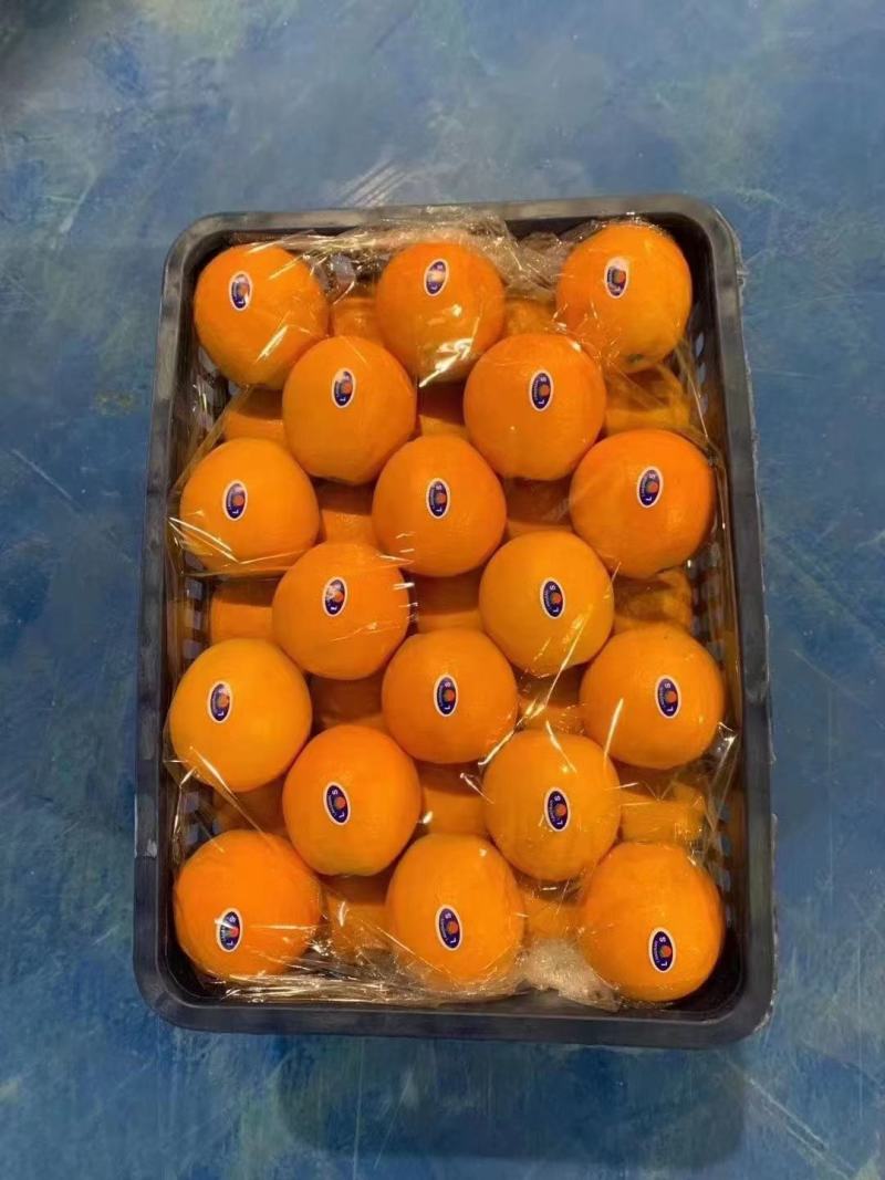 脐橙纽荷尔湖北秭归九月红脐橙基地供应量大从优