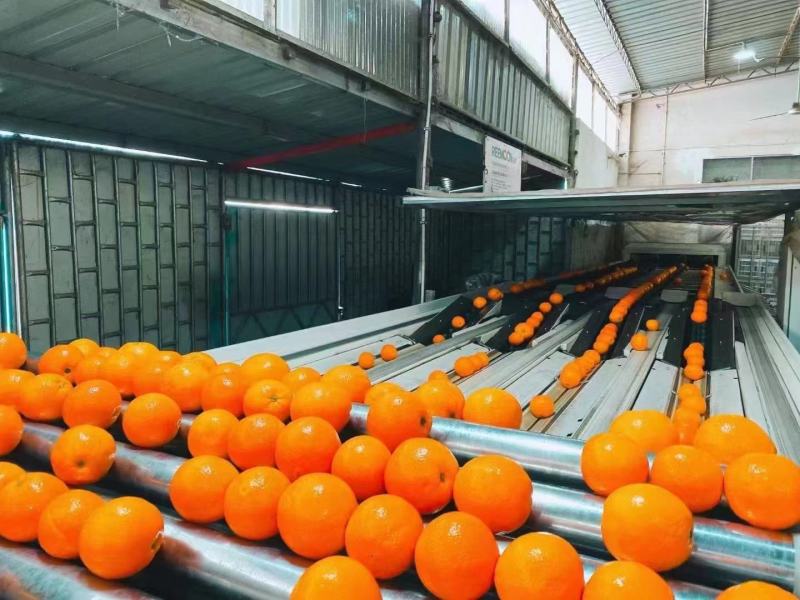 脐橙纽荷尔湖北秭归九月红脐橙基地供应量大从优