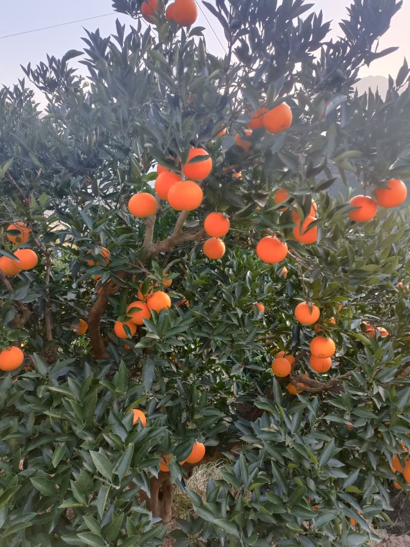 脐橙纽荷尔湖北秭归九月红脐橙基地供应量大从优
