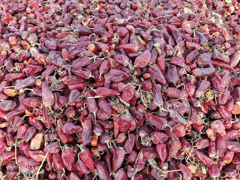 新疆巴州和静农户一手高辣红龙12通货，辣度4万，货不多