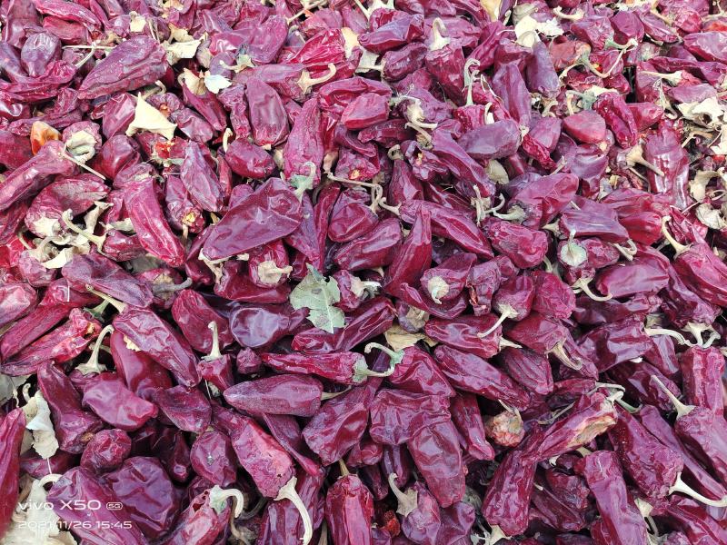 新疆巴州和静农户一手高辣红龙12通货，辣度4万，货不多