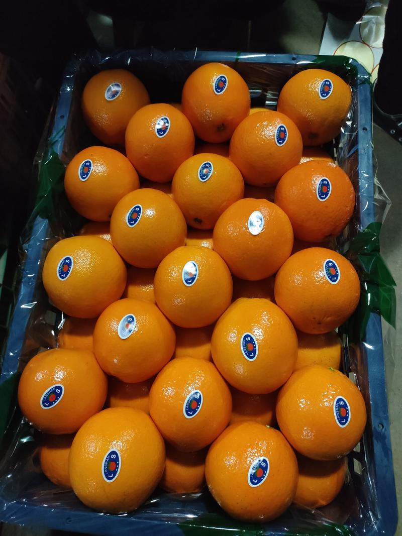 秭归纽荷尔脐橙，原产地直供，一手货源看园采果品质保证