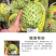 释迦新品种--榴莲释迦苗～释迦界的新宠儿