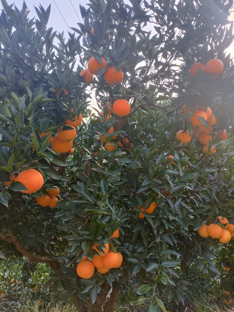 脐橙纽荷尔湖北秭归九月红脐橙基地供应量大从优