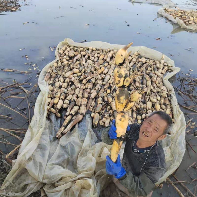 莲藕，量大从优，批发，