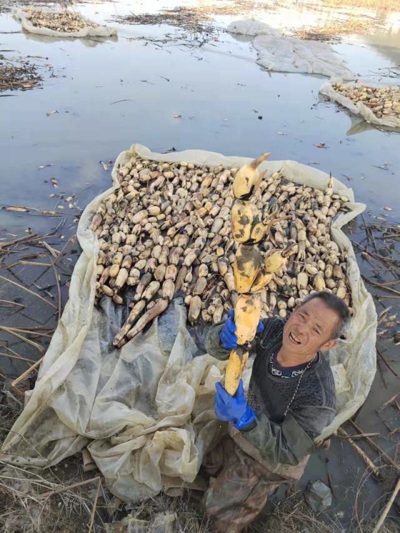 莲藕，量大从优，批发，