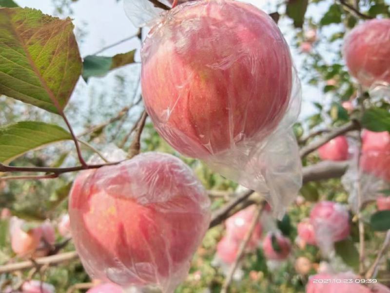 【原产地】大量供应山西万荣，临猗坡上优质冰糖心红富士苹果