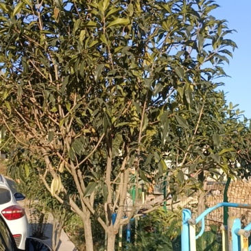 桂花地径2-----10