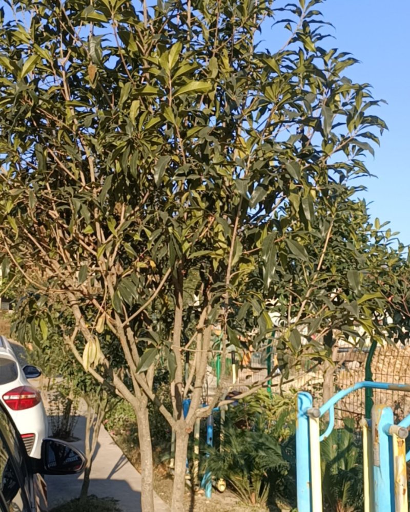 桂花地径2-----10
