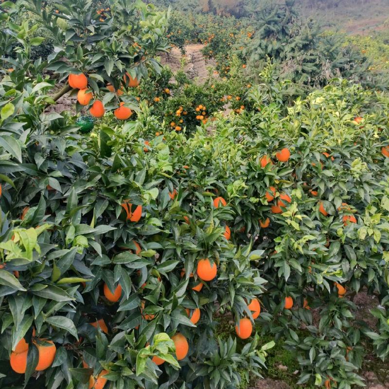 脐橙纽荷尔湖北秭归九月红脐橙基地供应量大从优