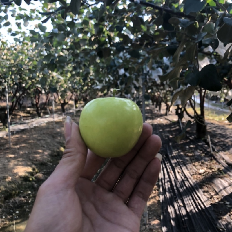新鲜牛奶青枣现摘现发