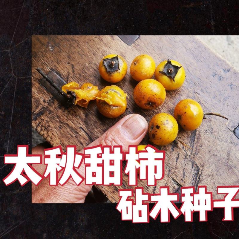 小籽甜柿砧种子鸟柿种子太秋好苗～砧木亲和是关键