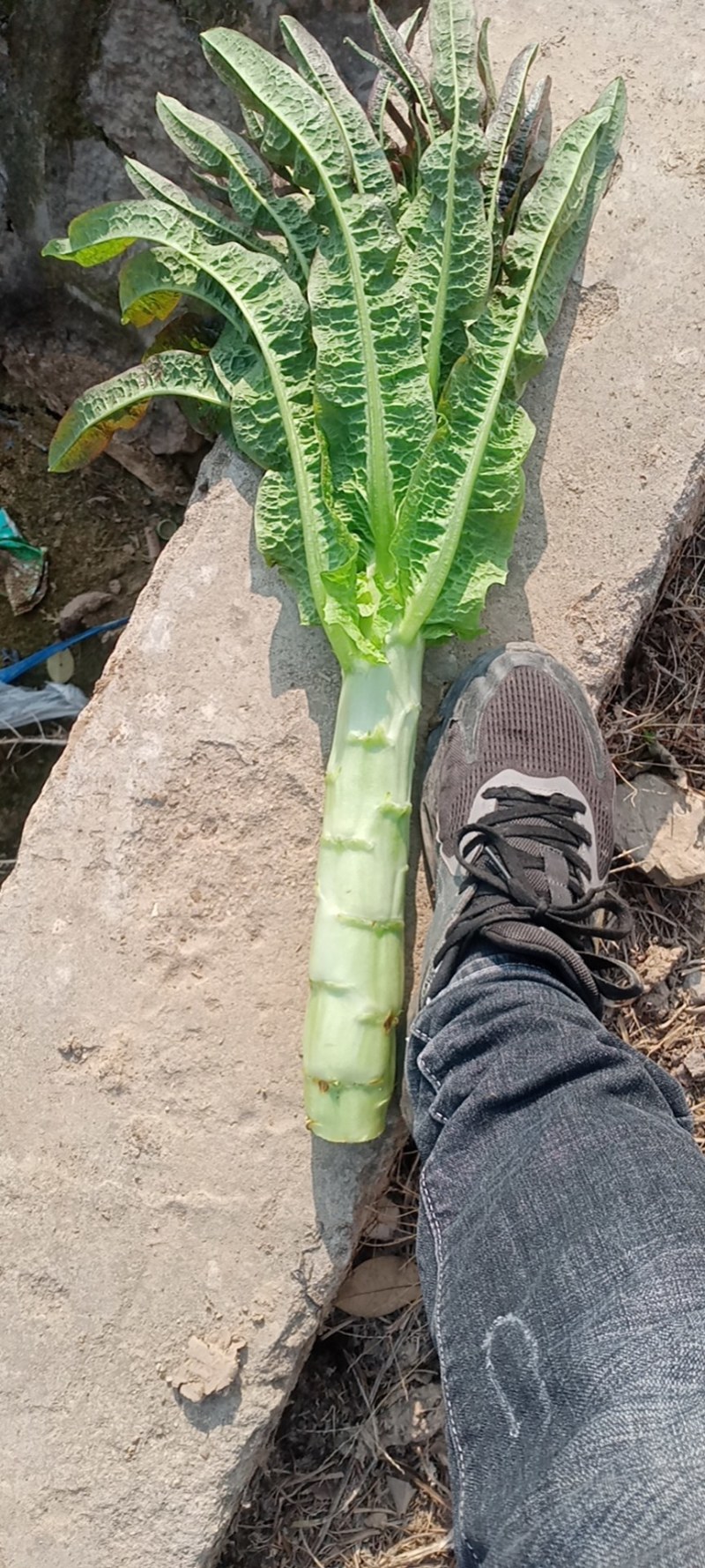 【推荐】莴苣宿州尖叶香莴笋一手货源质量保证量大从优欢迎采