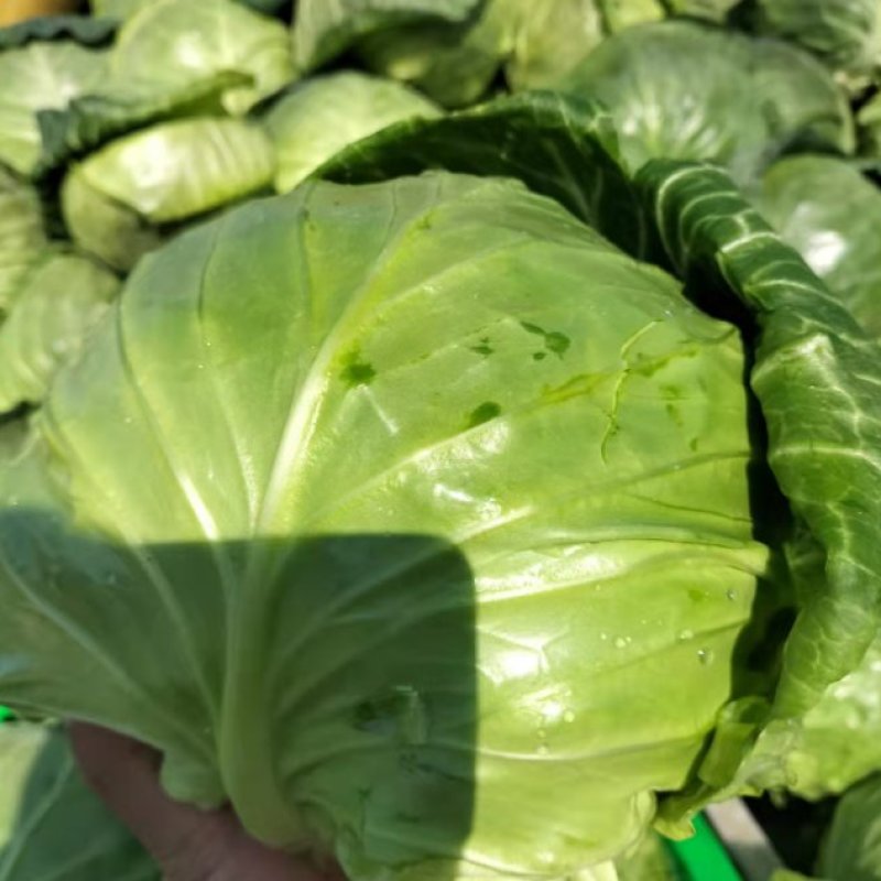 圆包菜，甘兰鲜菜，净菜，货源充足，欢迎电话咨询
