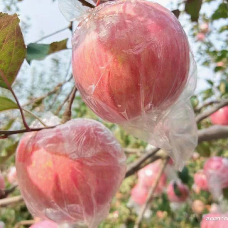 【原产地】大量供应山西万荣，临猗坡上优质冰糖心红富士苹果