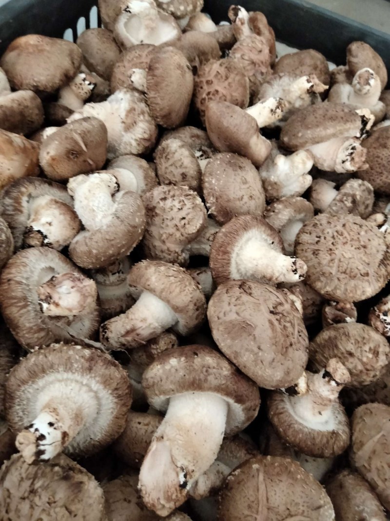 鲜香菇