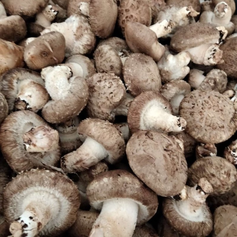 鲜香菇